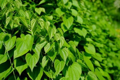 bean-leaves