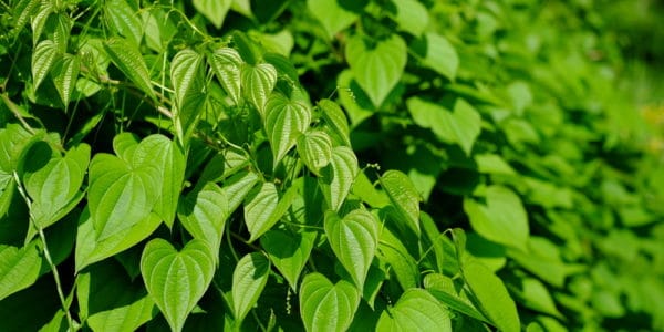 bean-leaves