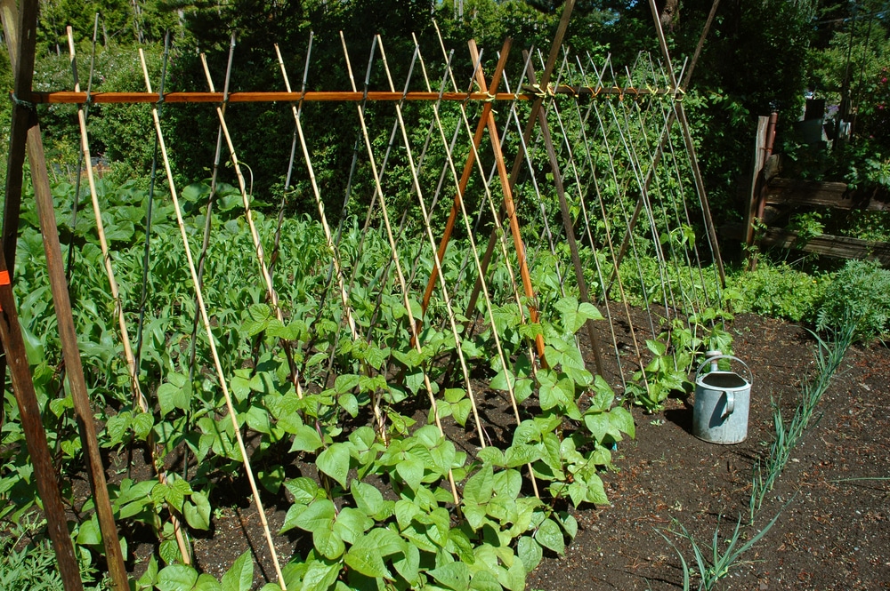 Bean Trellis » Top Tips on Making and Selecting