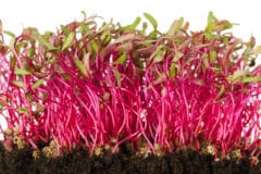 beet-sprouts