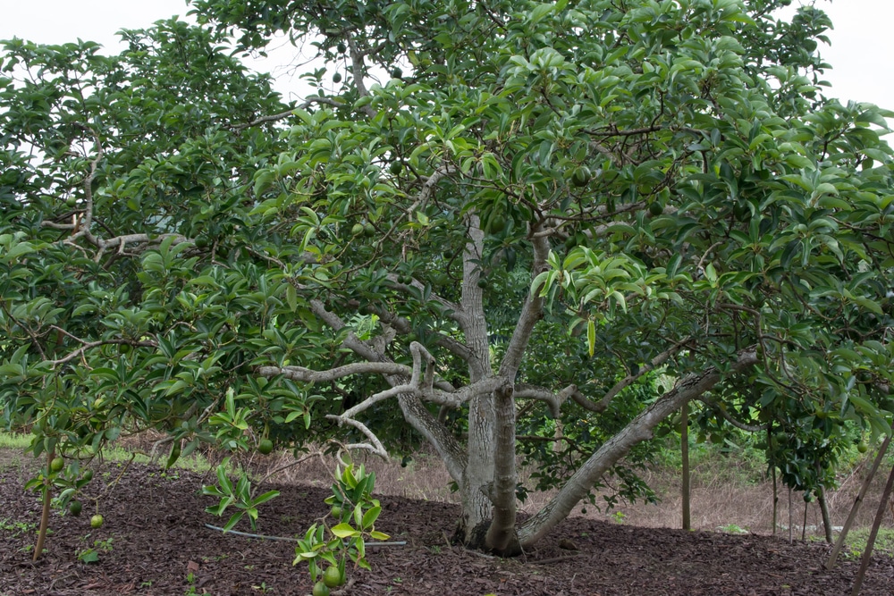 Avocado Tree Growth Chart