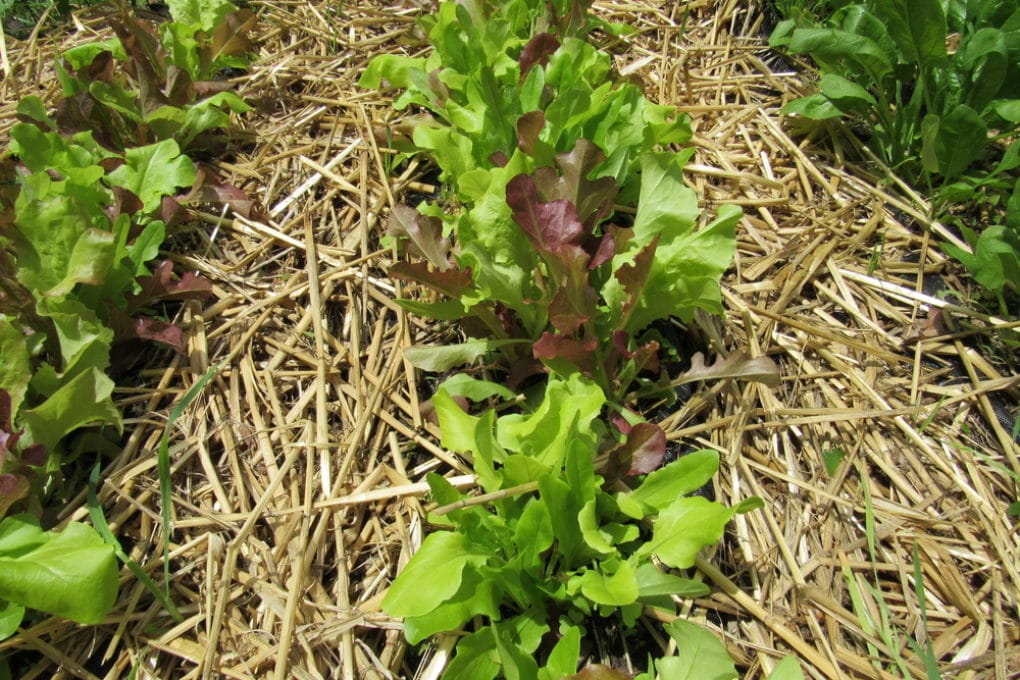 How Far Apart to Plant Lettuce » Know the Distance