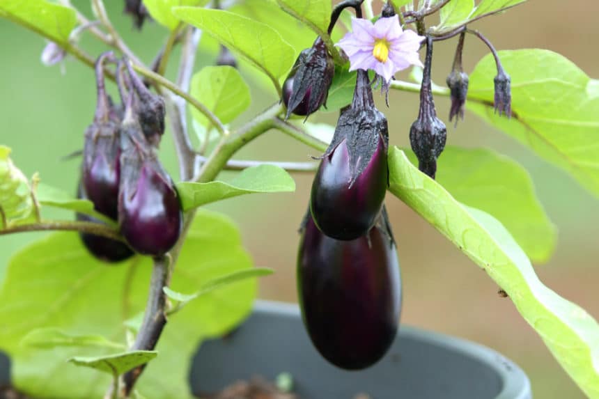 Eggplant Leaves Turning White, Oh My! » Diagnosis & Control