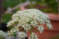 carrot-flowers-pretty-edible-grow-seeds