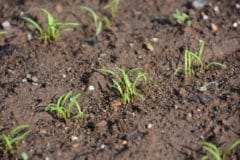 carrot-germination