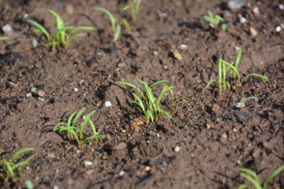 carrot-germination