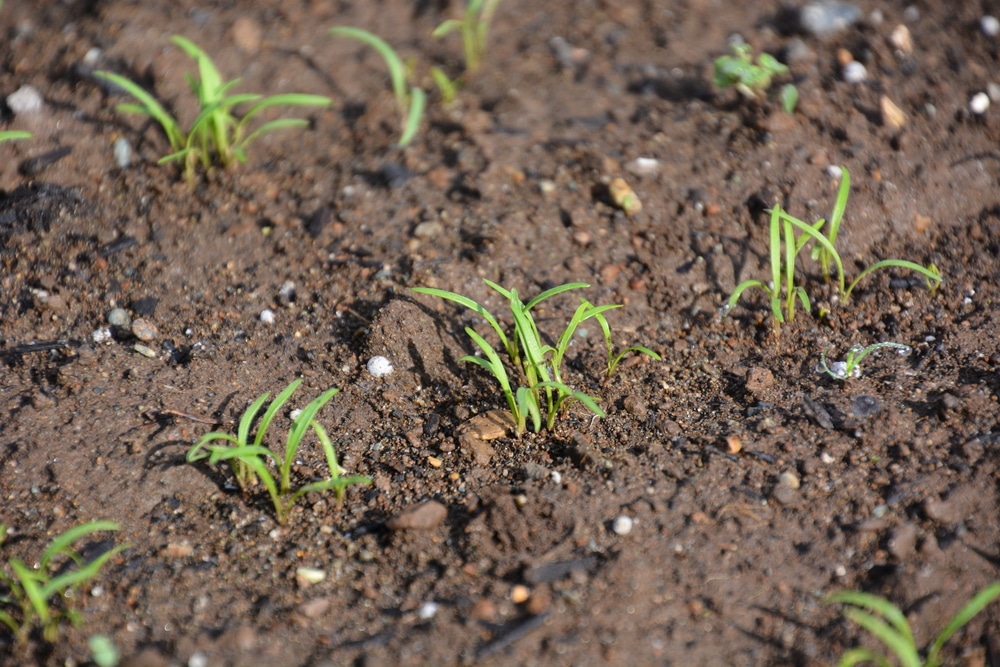 Growing Bigger Carrots Top Tips For Growing The Big Ones growing-bigger-carrots-top-tips-for-growing-the-big-ones