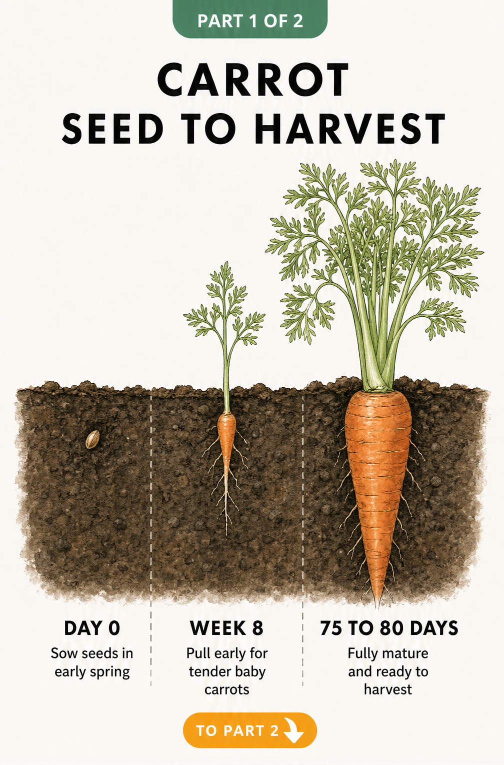 Botanical cross-section illustration showing three growth stages of a carrot from seed to full maturity