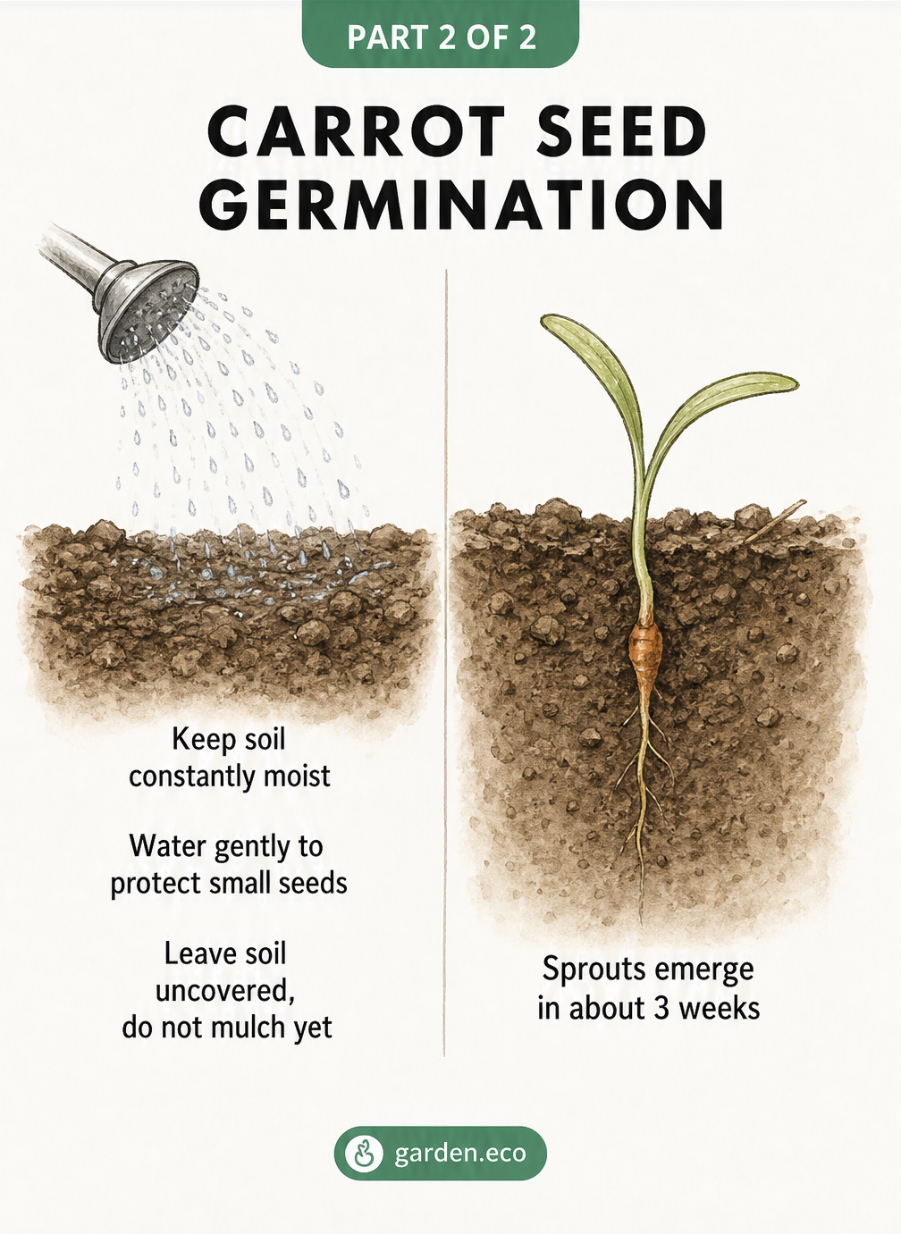 Botanical illustration showing gentle watering of bare soil to keep carrot seeds moist, and a tiny carrot sprout emerging after 3 weeks.