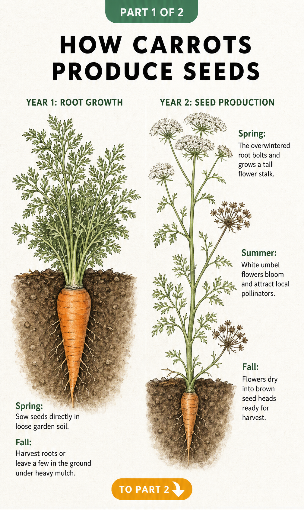Botanical illustration showing the two-year life cycle of a carrot plant, from root growth in year one to bolting and seed production in year two.