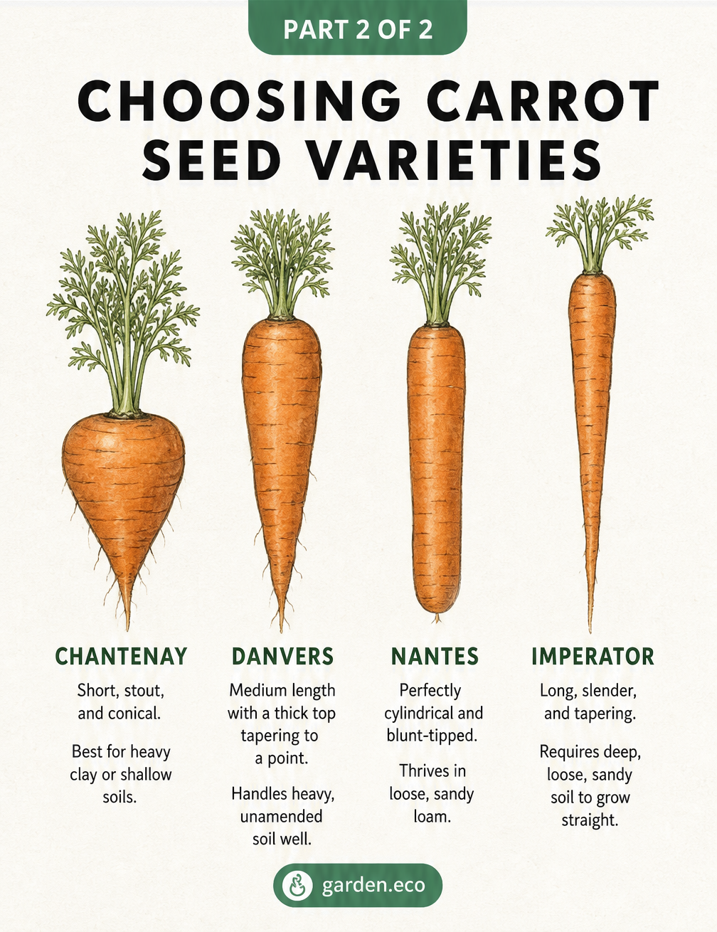 Illustrations of four carrot varieties—Chantenay, Danvers, Nantes, and Imperator—showing their distinct shapes and ideal soil types.