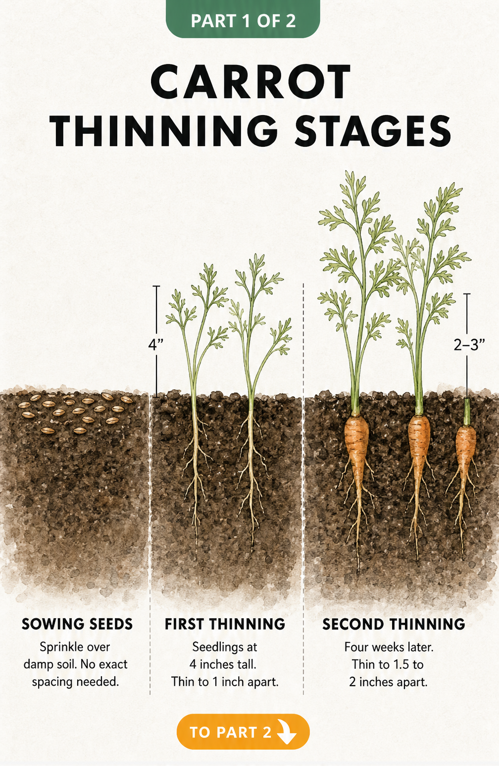 Illustration showing three stages of carrot thinning from sowing seeds to first and second thinning