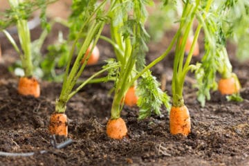Carrot Fly Oh My! Tips on Stopping This Destructive Pest