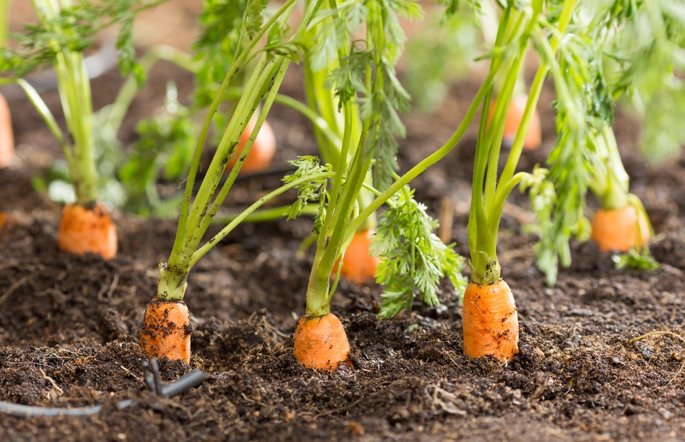 Carrots In The Ground Facts On Whats Going On Down There