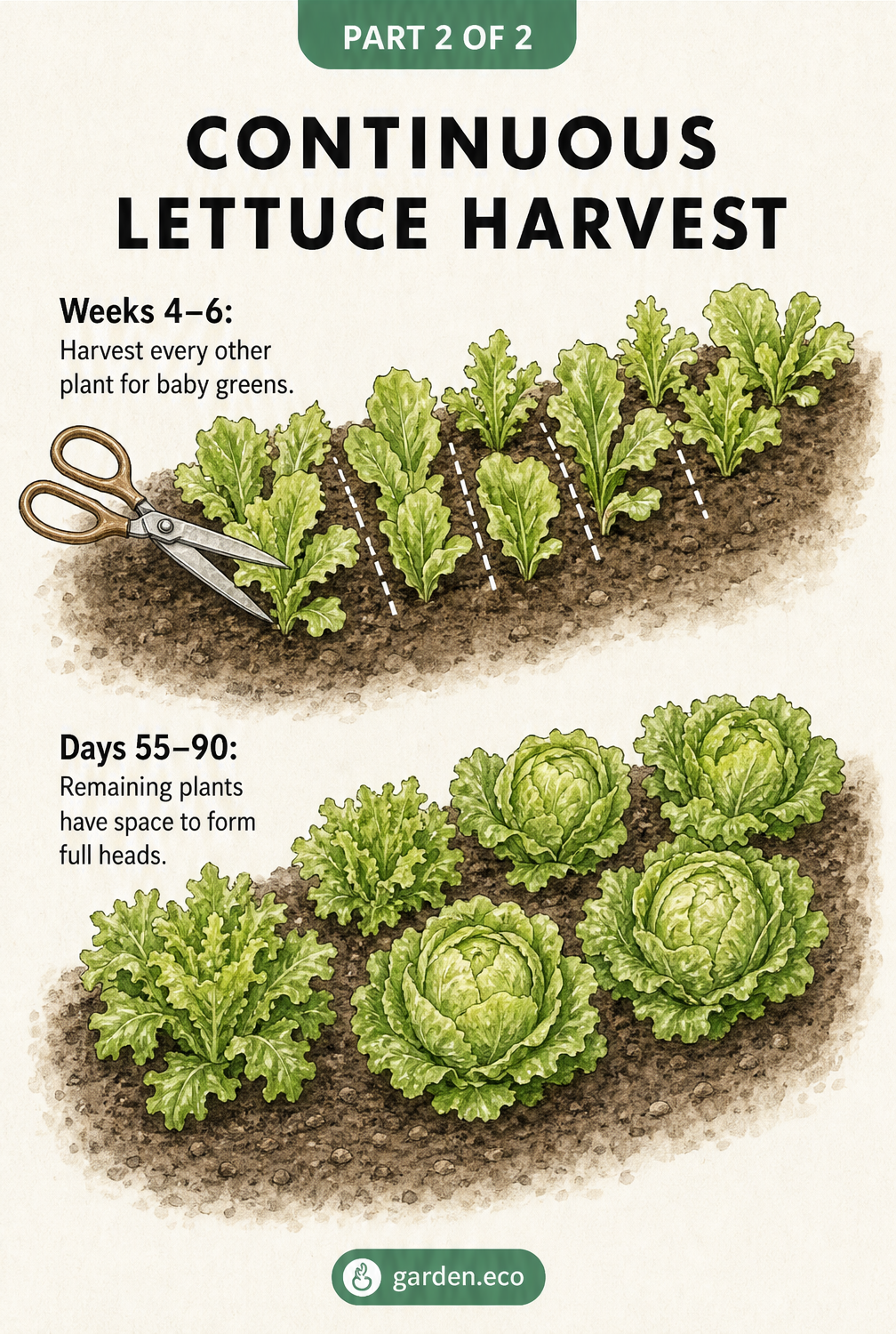 Illustration of a garden bed showing how to harvest every other young lettuce plant to leave room for the remaining ones to form full heads.