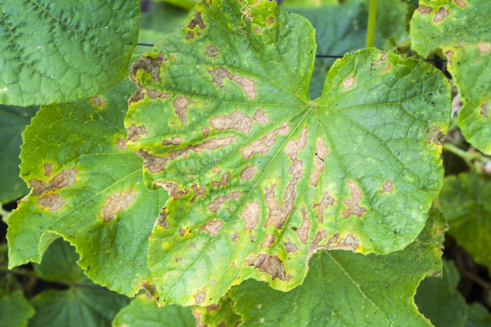 Cucumber Blight Diseases Identification And Control Garden eco cucumber-blight-diseases-identification-and-control-garden-eco