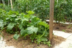 cucumber-companion-planting