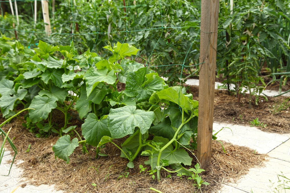 Image of Corn and cucumber companion planting