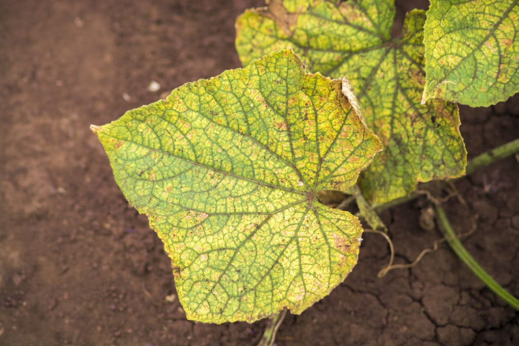 Cucumber Diseases: What You Need to Know - Garden.eco