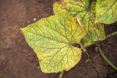 cucumber-diseases