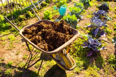 cucumber-fertilizer