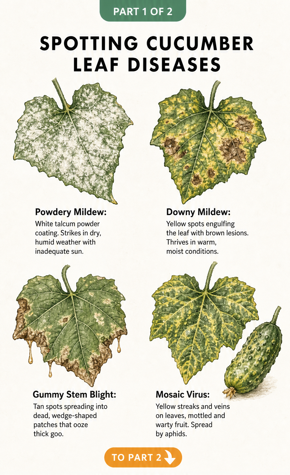 Botanical illustrations showing four common cucumber leaf diseases: powdery mildew, downy mildew, gummy stem blight, and mosaic virus.
