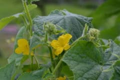 cucumber-leaves