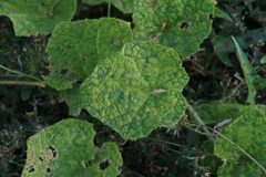 cucumber-mosaic-virus