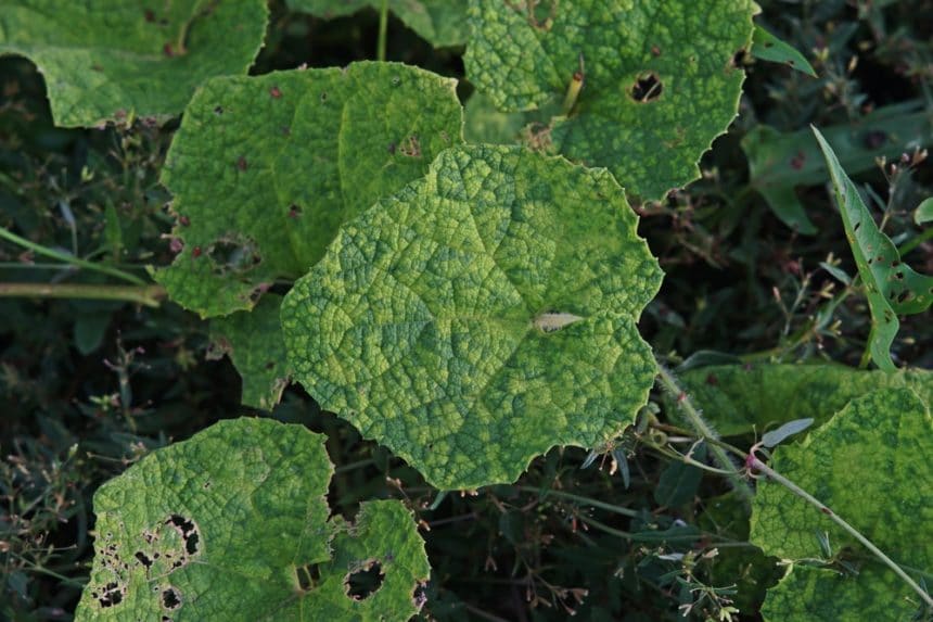 Cucumber Mosaic Virus: Prevention and Control - Garden.eco