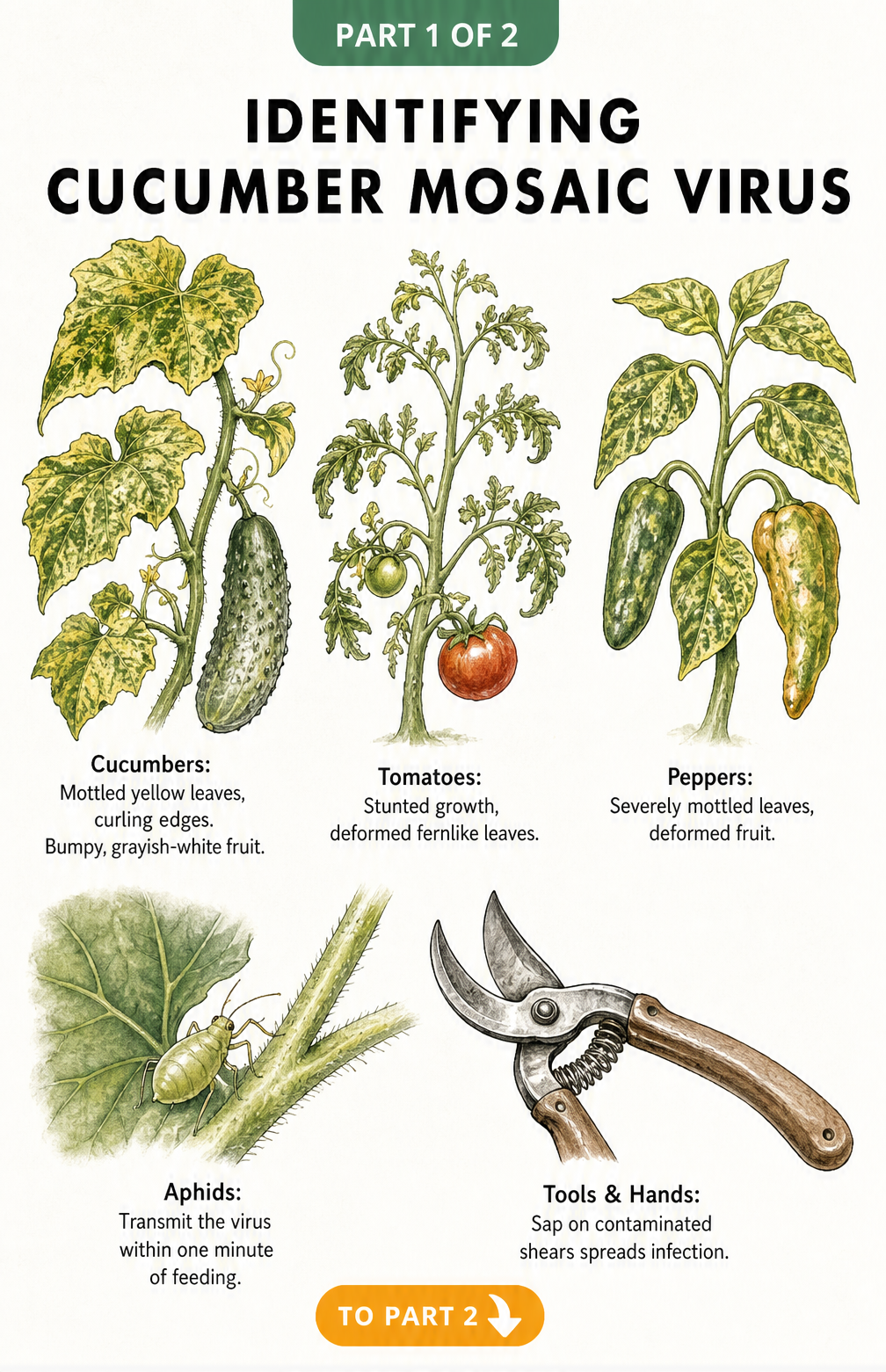 Botanical illustration showing cucumber mosaic virus symptoms on cucumbers, tomatoes, and peppers, plus transmission by aphids and garden tools.