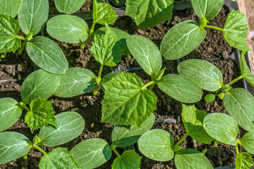 Cucumber Seedlings Keep Your Babies Happy Healthy