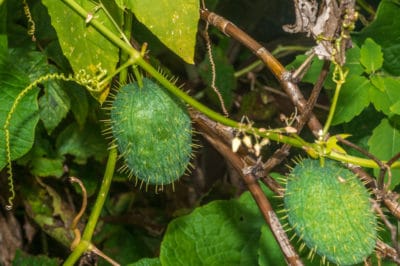 cucumber-vine