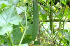 cucumber-worms