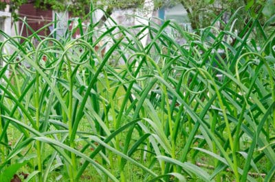 cut-garlic-scapes