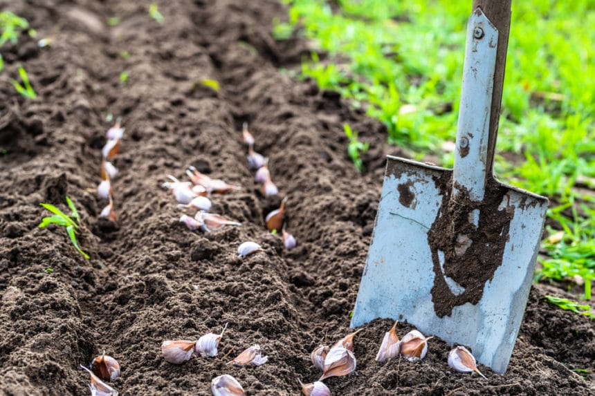 How Deep to Plant Garlic » Depth Matters