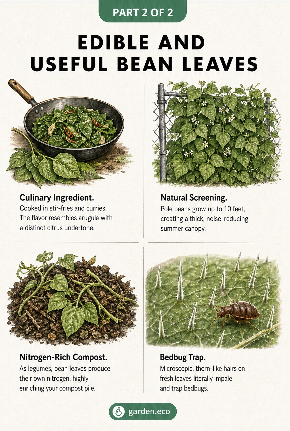 Four hand-drawn vignettes illustrating the uses of bean leaves: cooked in a pan, growing on a trellis for screening, composting for nitrogen, and trapping...
