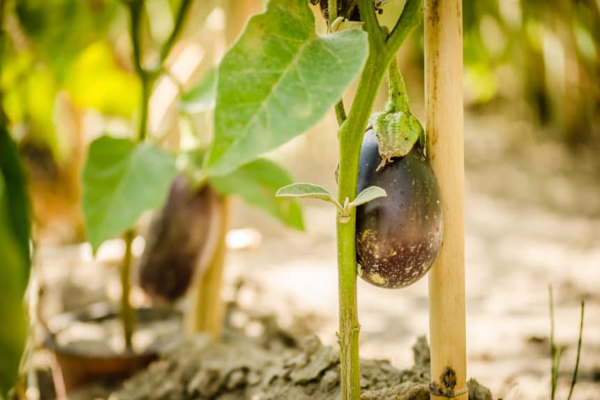 Eggplant Cages » Give Them the Support They Need