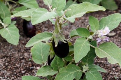 eggplant-bush-vine