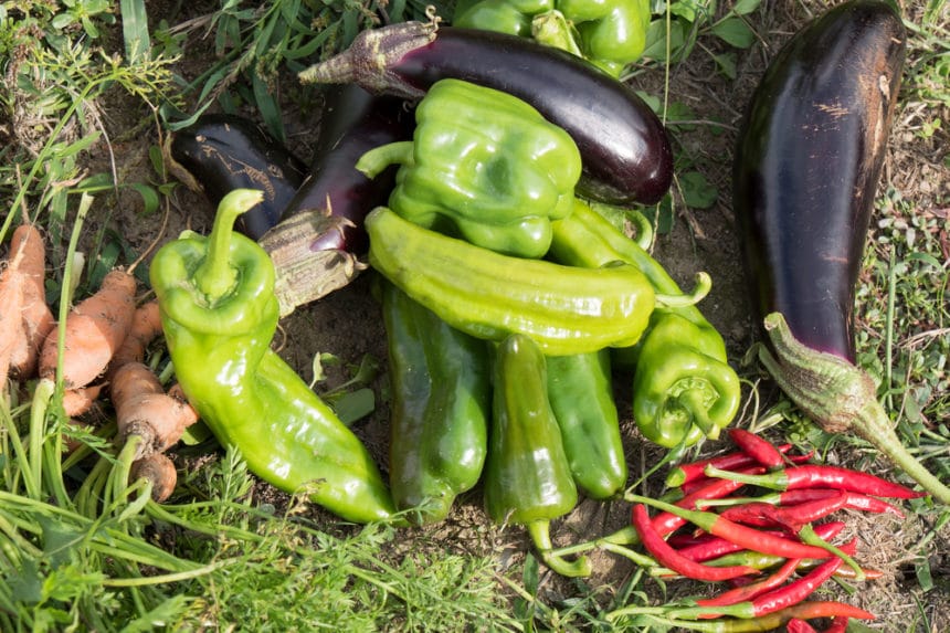 Eggplant Yield Per Plant » Counting Your Eggplants