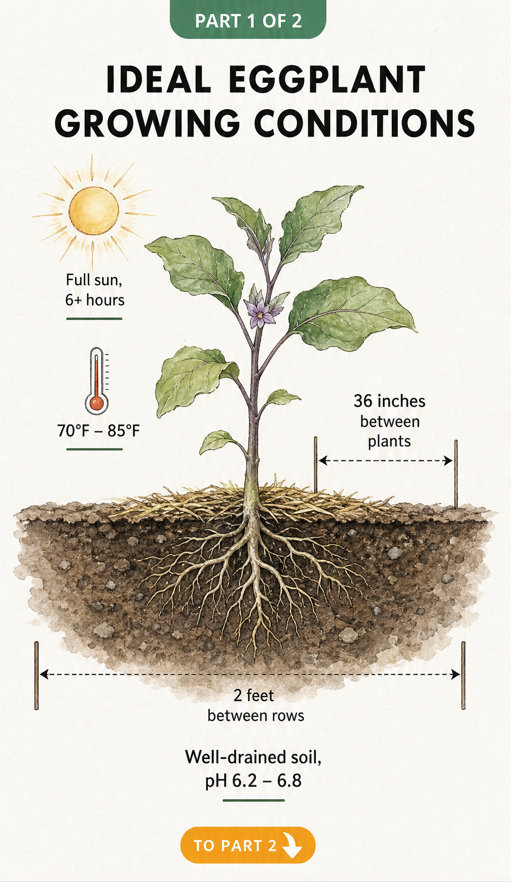 Botanical illustration of a young eggplant seedling showing ideal growing conditions like full sun, temperature, soil pH, and spacing.