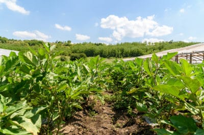 eggplant-growing-season