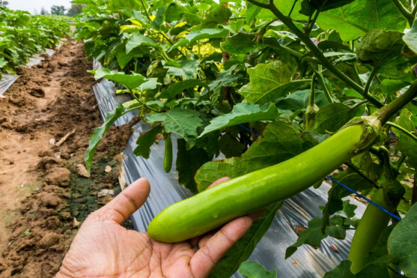 Why is My Eggplant Turning Green? » Don't Panic!