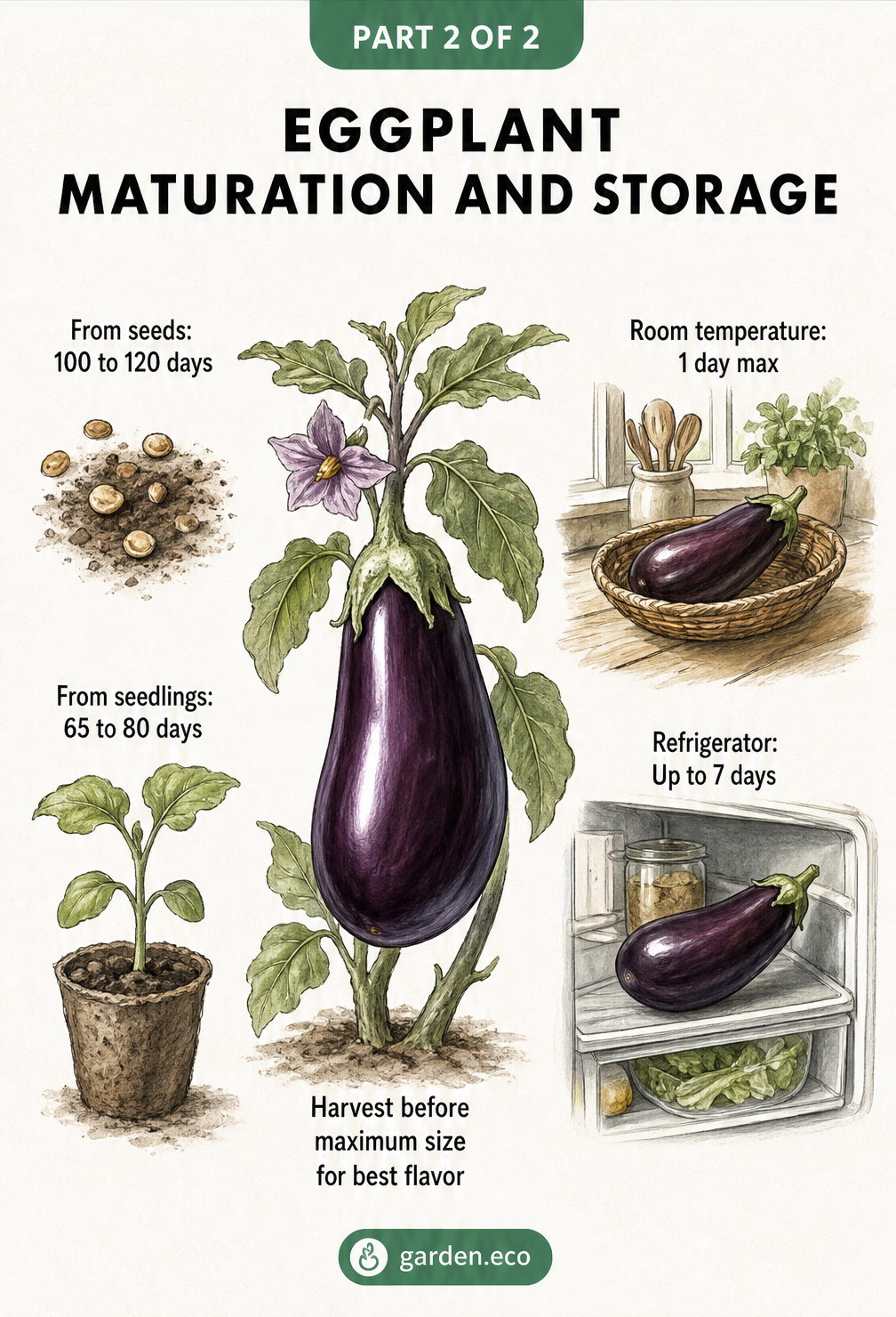 Timeline illustration showing eggplant growth from seed to harvest, plus storage times at room temperature and in the refrigerator.