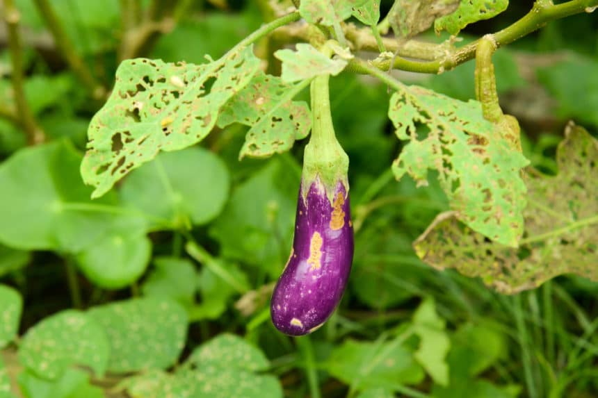 Female and Male Eggplant Myth Debunked » Old Wive's Tale