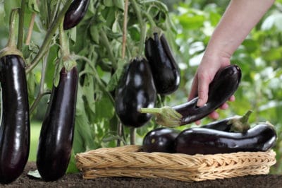 eggplant-picking