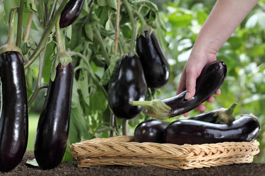 Why is My Eggplant Turning Green? » Don't Panic!