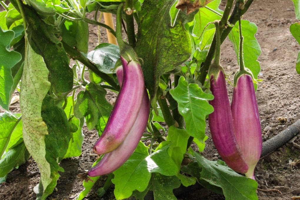 How to Prune Eggplant and Why It's Good For Your Harvest