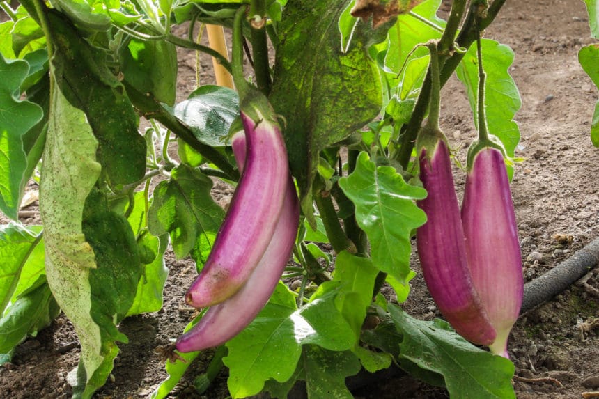 Tips Telling an Eggplant's Ripeness » Pro Picking