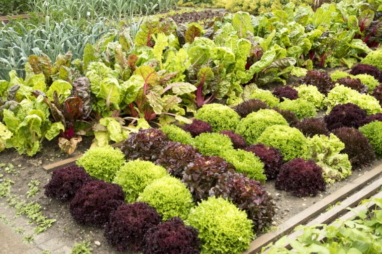 How Far Apart to Plant Lettuce » Know the Distance