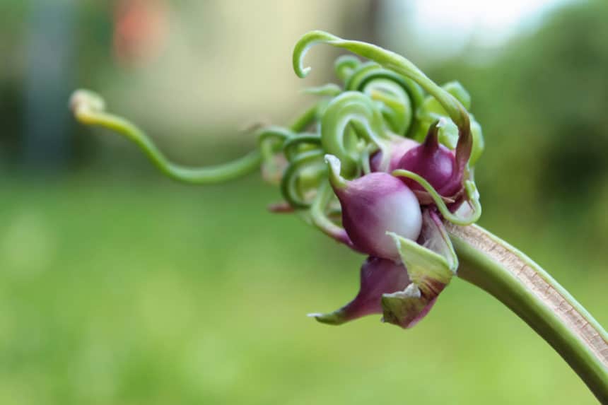 Garlic Bulbils » Everything You Need to Know